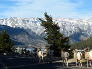Mountain Goat Herd on road at Banff's Lake Minnewanka