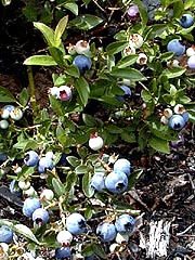 Wild blueberries, near Sudbury
