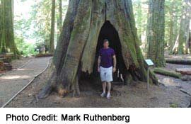 HUGE trees, protected in Cathedral Grove