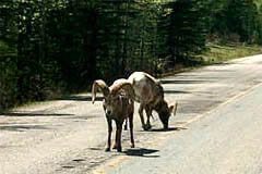 Mountain goat licking salt off roadway