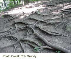 Exposed tree roots in the eroded Niagara Gorge
