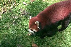 Endangered Red Panda, at the Calgary Zoo