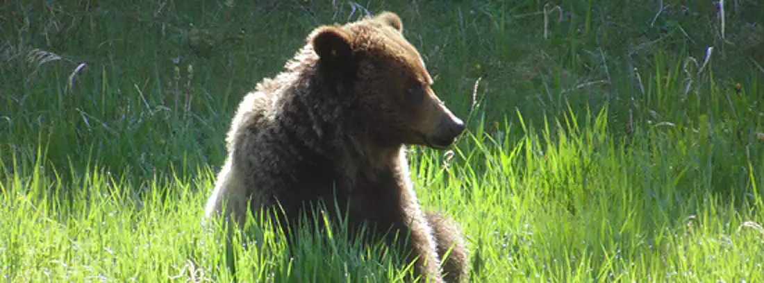 Grizzly Bear - Kananaskis Country