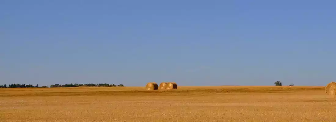 Wheaatfields across Saskatchewan