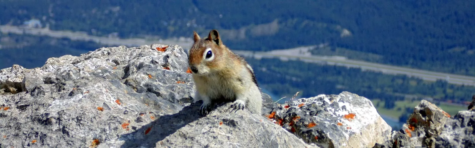 Chipmunk-Canmore-from Ha Ling Peak